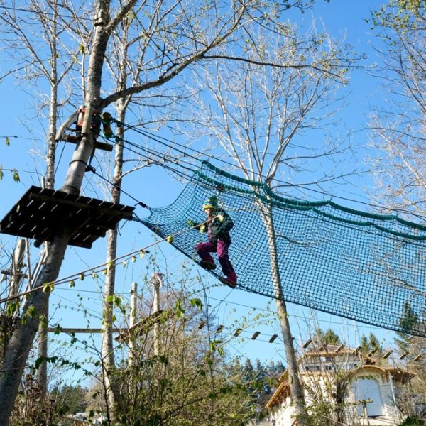 a flock of birds sitting on top of a tree