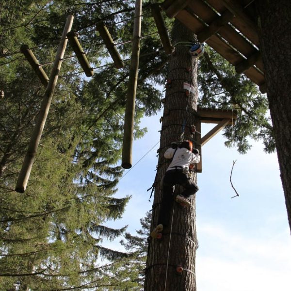 a close up of a tree