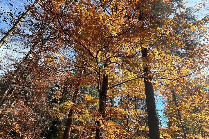 a tree in a forest
